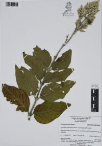 Iresine grandis image